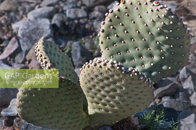 Opuntia basilaris, Beavertail Cactus, Death Valley California