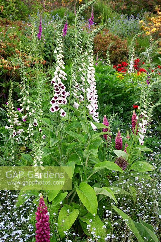 Gravetye Manor, in early summer. Digitalis purpurea 'Pam's Choice' and Lupinus 'Morello Cherry' in a sea of Forget-Me-Nots.
