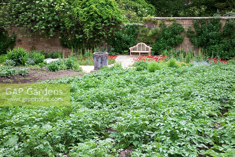The walled vegetable garden. Earthed up  potatoes with Roman font and oak bench. Gravetye Manor in early summer. 