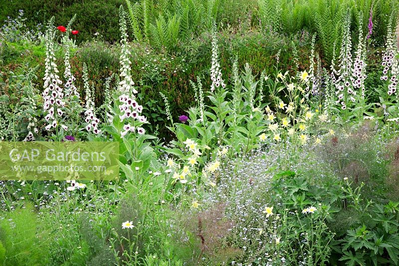 Digitalis purpurea   'Pam's Choice', Foeniculum vulgare 'Purpureum' and yellow  Aquilegia 'Yellow Queen' and Forget me nots. Gravetye Manor, in early summer. 