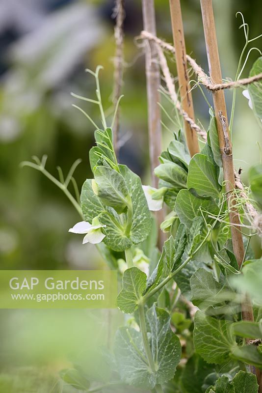 Pisum sativa, overwintered Pea plant 'Excellens' flowering in Early Spring