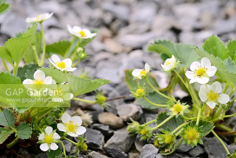 Fragaria x ananassa - Strawberry 'Temptation' growing in gravel in a polytunnel, flowering in Spring.
