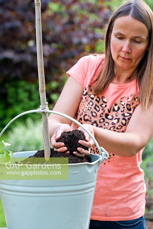 Planting tomato plant in a painted bucket. Woman adding compost 