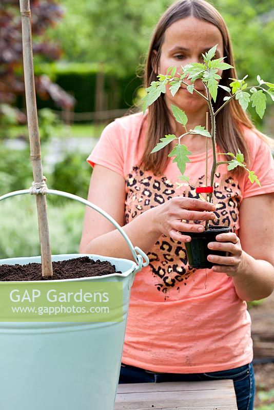 Planting tomato plant in a painted bucket. Step by. Woman holding a tomato plant ready to be planted.