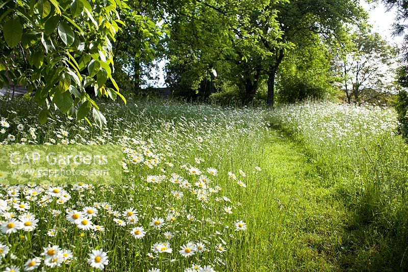 Pathway through meadow of daisies in summer orchard.