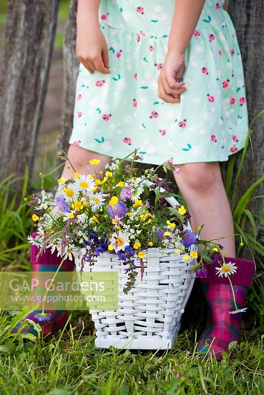 Girl with a basket of meadow flowers. Daisy, meadow sage, Scabious, buttercup, comfrey and ragged Robin