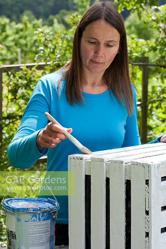 Planting tomatoes in a wooden crate. Step by step. Woman painting wooden crate white.