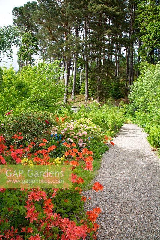Azaleas and Meconopsis by gravel path leading to Scots pines