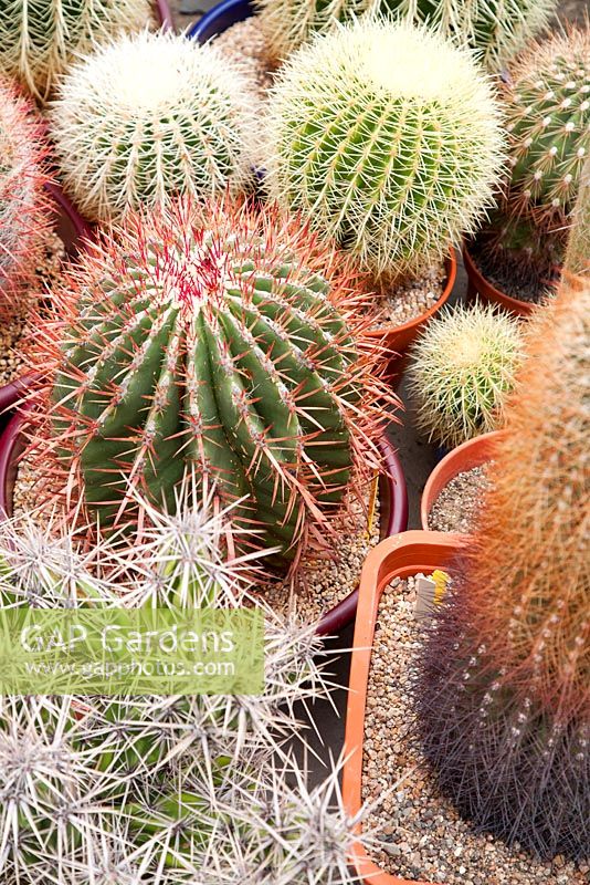 Selection of cacti in pots