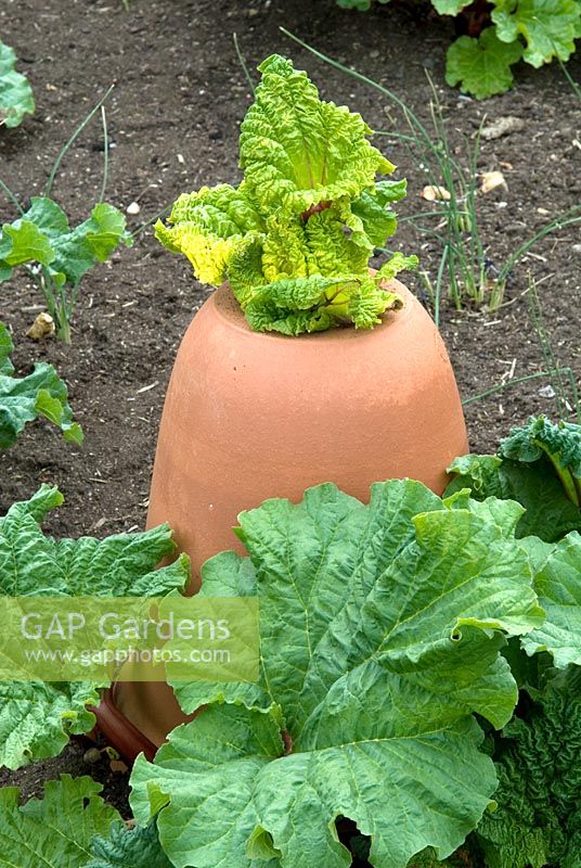 Rheum x hybridum 'Donkere Bloedrede Zoet'. Young Rhubarb leaves emerging through top of forcing jar - RHS Garden Harlow Carr