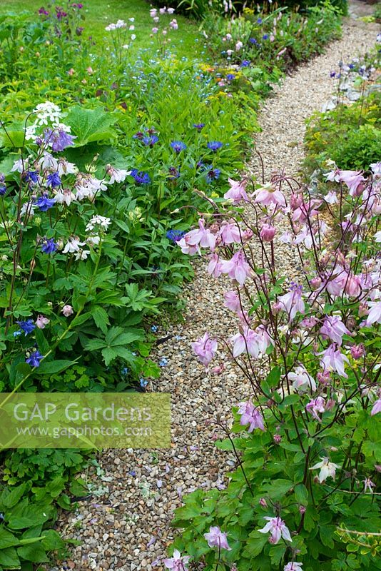 Cottage garden gravel path with Aquilegia Vulgaris and Knapweed