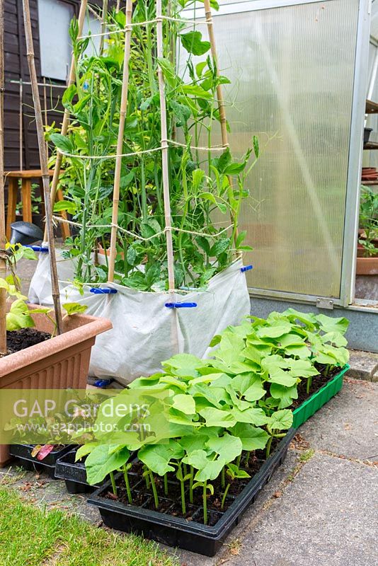 Young french bean plants, hardening off outside greenhouse
