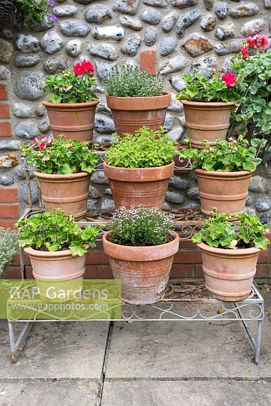 Wrought iron plant theatre displaying terracotta pots of Thyme and Pelargoniums