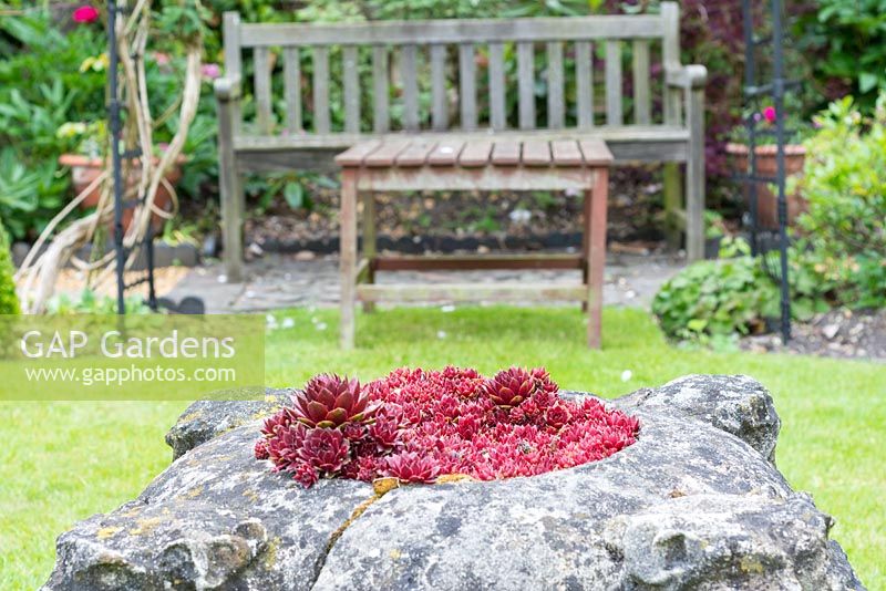 Sempervivums in stone planter, leading to seating area