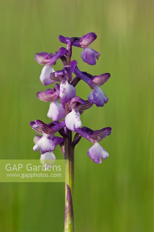 Anacamptis morio - Green-winged Orchid 
