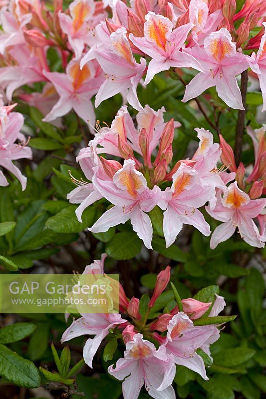 Azalea 'Irene Koster' white blushed pink flowers