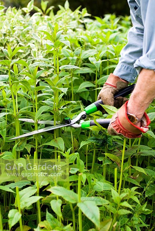 Cutting back Bergamot (Monarda 'Jacob Cline') with shears in early June to encourage later flowering and a shorter more compact habit, the so called 'Chelsea Chop'