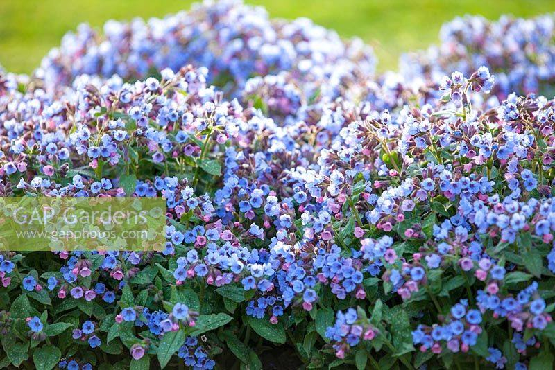 Pulmonaria officinalis 'Cambridge Blue', Soldiers and Sailors, Spotted Dog. 