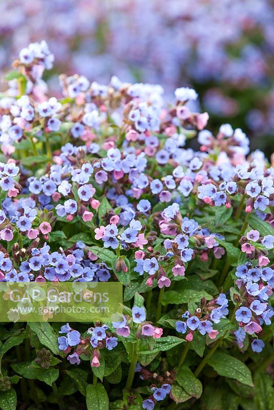 Pulmonaria officinalis 'Cambridge Blue', Soldiers and Sailors, Spotted Dog