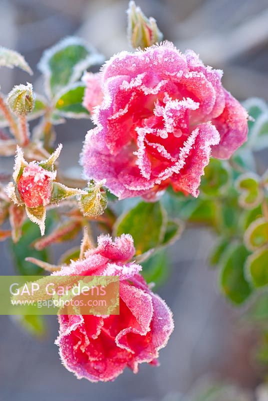Rosa 'Pink Flower Carpet' (Noatraum)