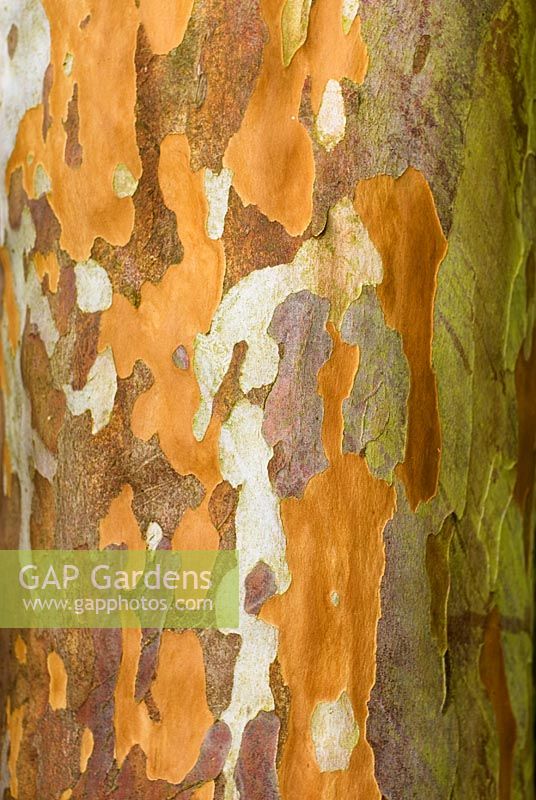 Stewartia pseudocamellia - Japanese Stewartia bark. 