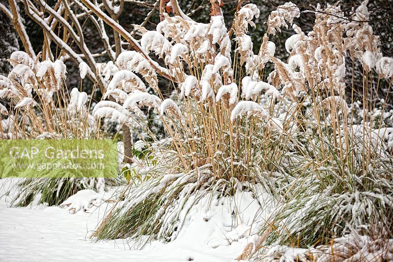 The Winter Garden, Bressingham Gardens, Norfolk, UK. Design -  Adrian Bloom