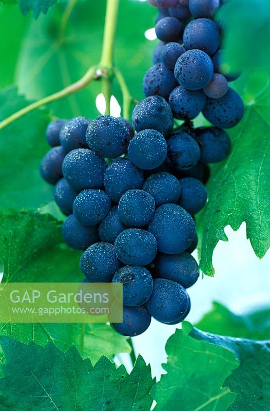 Vitis vinifera schiave grossa syn Black Hamburgh. Grape Vine. Close up of purple dark fruit.