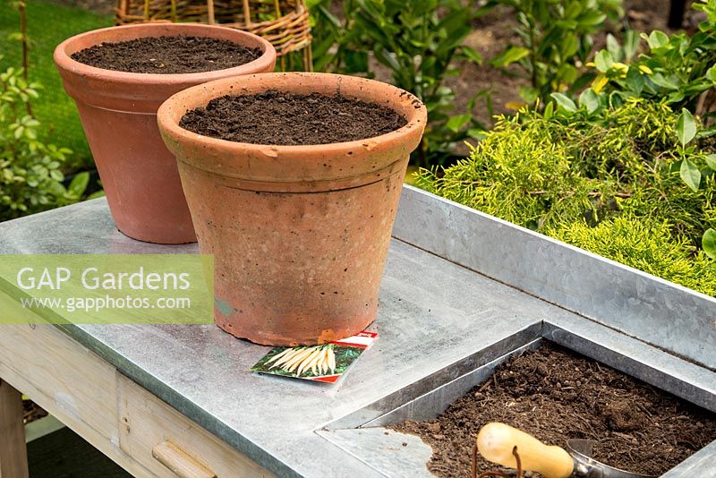 Step by Step -  Planting Carrot 'Creme de Lite' in terracotta pots