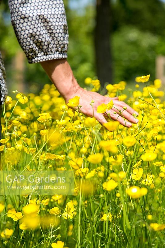 Woman passing hand through a meadow of Ranunculus, Buttercups