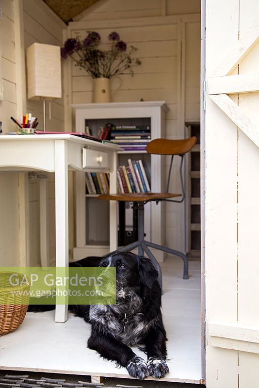 Lifestyle - Dog in office in a garden shed