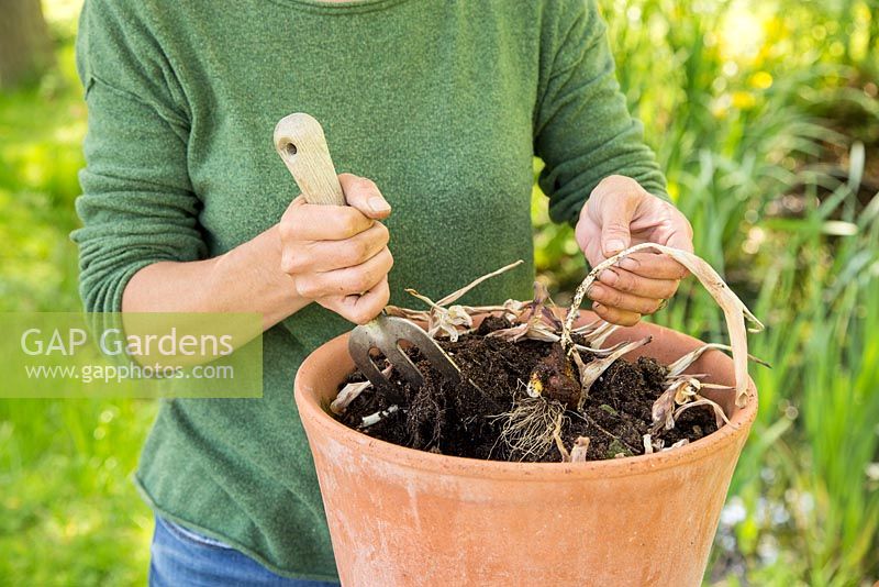 Step by Step -  Lifting and storing Tulip bulbs