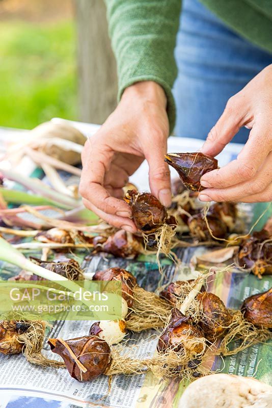 Step by Step -  Lifting and storing tulip bulbs