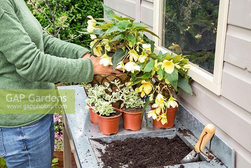 Step by Step -  Planting container of Begonia 'Honeymoon', Million kisses series and Helichrysum variegated