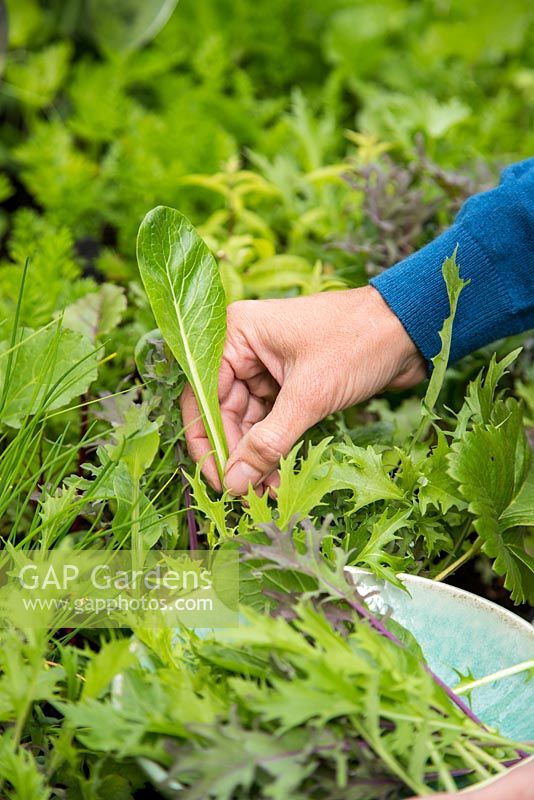Step by Step -  Harvesting Oriental 'All Greens Mix' from large vegetable trug