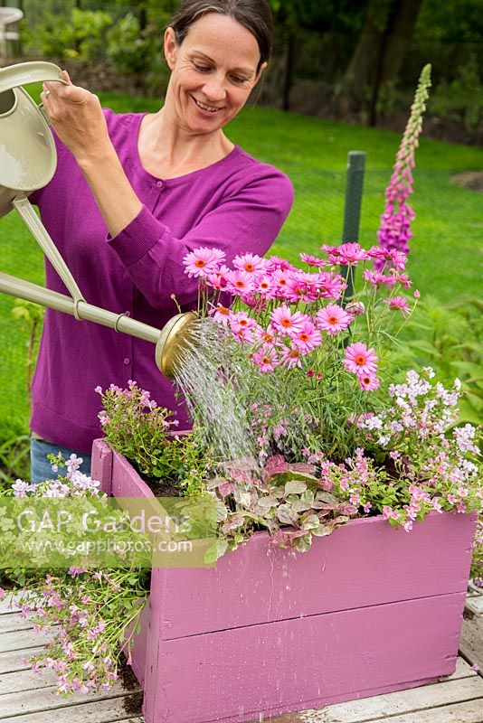 Step by Step -  Planting a container of Argyranthemum 'Percussion Rose', Bacopas 'Abunda Pink', Scopia 'Double Ballerina Pink' and Ajuga 'Burgundy Glow' - watering 
