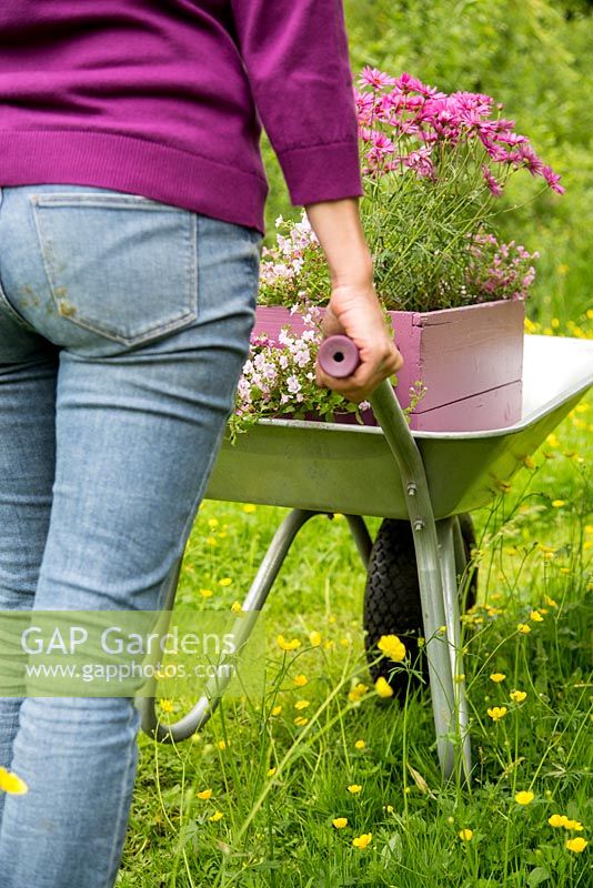 Step by Step -  Transporting a container of Argyranthemum 'Percussion Rose', Bacopas 'Abunda Pink', Scopia 'Double Ballerina Pink' and Ajuga 'Burgundy Glow' through a path of buttercups