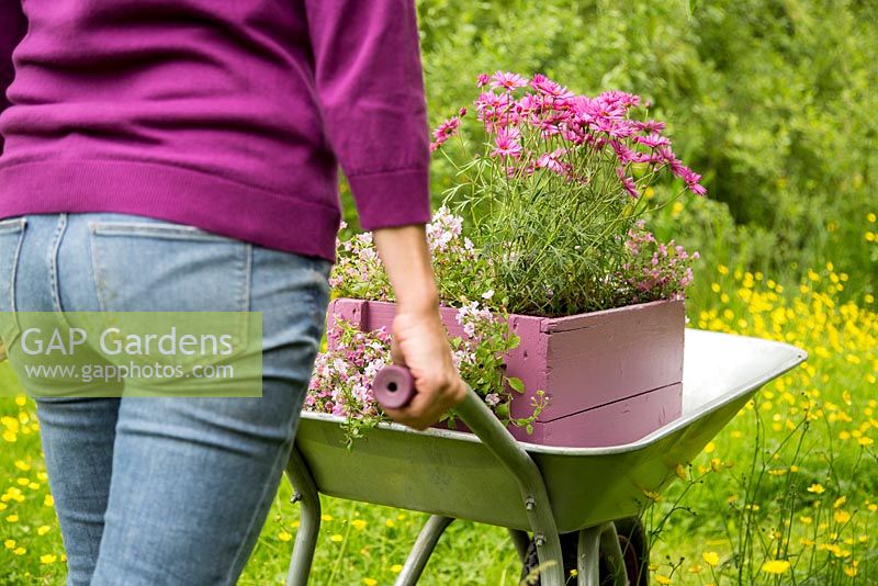 Step by Step -  Transporting a container of Argyranthemum 'Percussion Rose', Bacopas 'Abunda Pink', Scopia 'Double Ballerina Pink' and Ajuga 'Burgundy Glow' through a path of buttercups