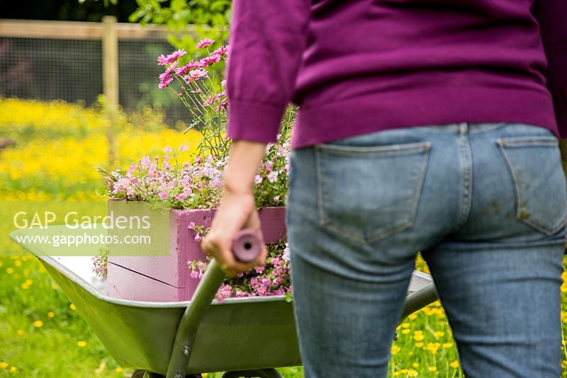 Step by Step -  Transporting a container of Argyranthemum 'Percussion Rose', Bacopas 'Abunda Pink', Scopia 'Double Ballerina Pink' and Ajuga 'Burgundy Glow' through a path of buttercups
