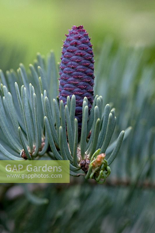 Abies concolor - White fir - Developing cone