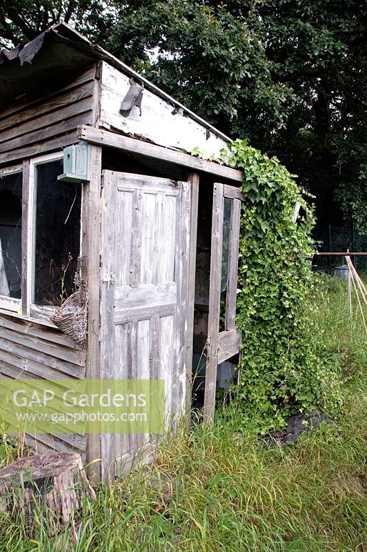 Abandoned wooden allotment shed or hut with ivy growing over the door, Golf Course Allotments, London Borough of Haringey