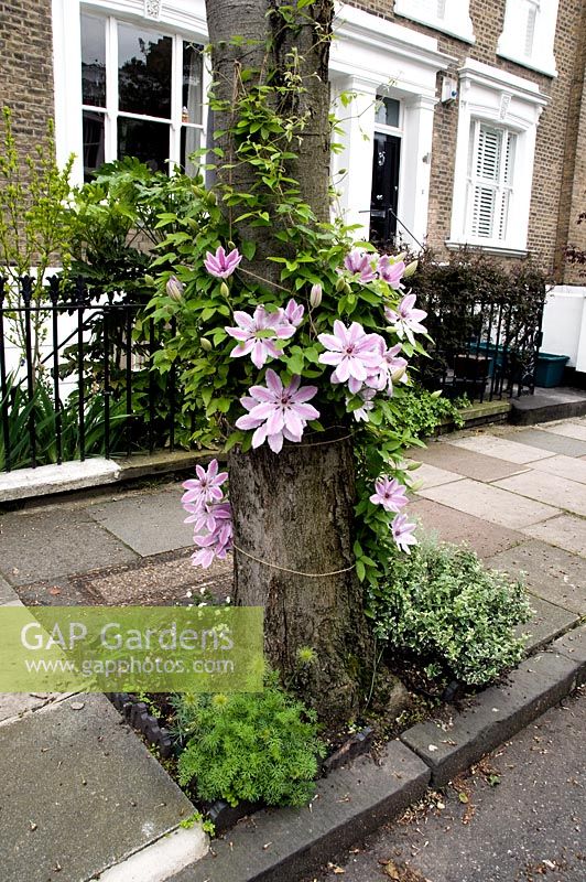 Clematis 'Nelly Moser' growing up around tree in tree pit garden with houses behind, Ockendon Road, London Borough of Islington, UK. Ockendon Road was part of this years Chelsea Fringe