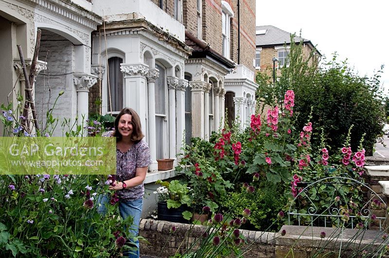 Naomi Schillinger, author of Street Veg, working in her front garden in Finsbury Park with sweet peas - Lathyrus odoratus - in front and Hollyhock - Alcea -  in the next door garden, London Borough of Islington, UK