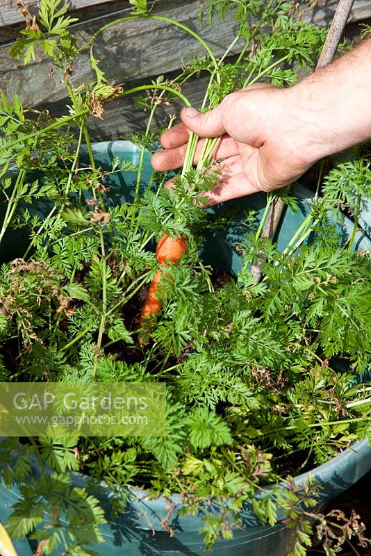 Carrots growing in a bucket avoids carrot fly