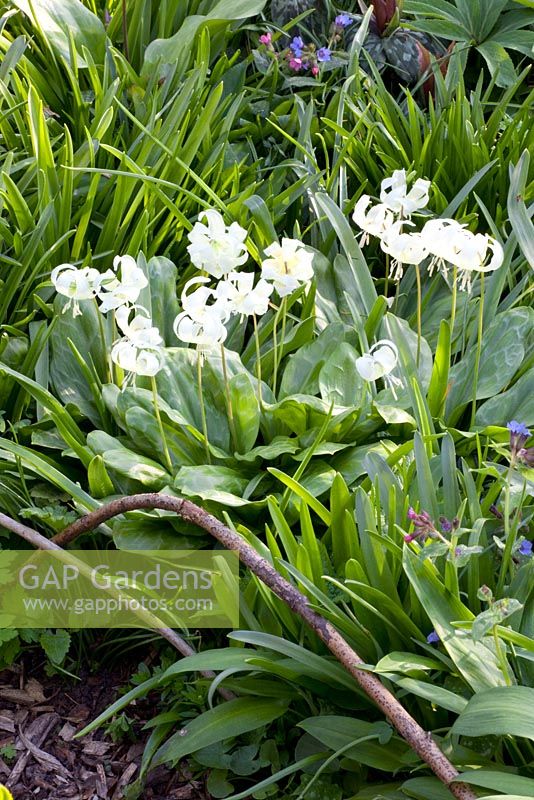 Erythronium revolutum 'White Beauty'