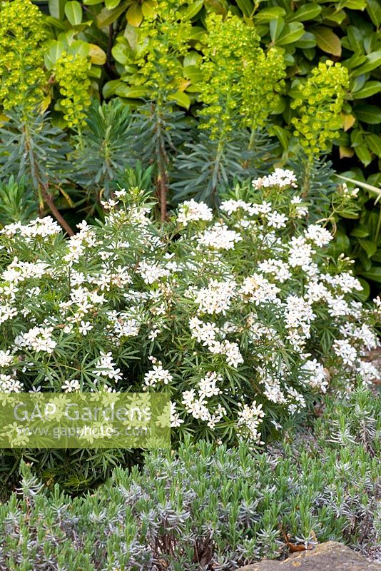 Choisya ternata 'White Dazzler' with Euphorbia characcias