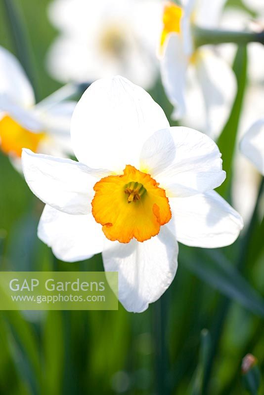 Narcissus 'Flower Record'