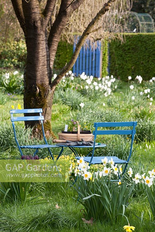 Spring garden with Narcissus and Anemone ranunculoides