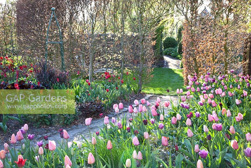 Informal garden with Tulipa 'Blue Heron' and Tulipa 'Apricot Beauty'