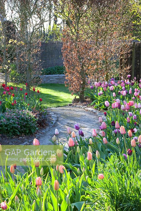 Informal garden with Tulipa 'Blue Heron' and Tulipa 'Apricot Beauty'
