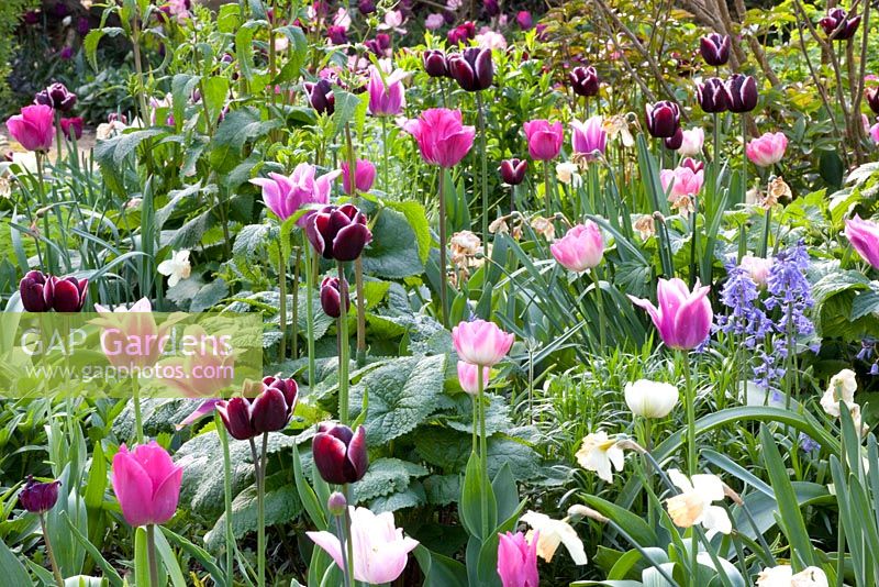 Spring border with Tulipa 'Fontainebleau', Tulipa 'Negrita' and Tulipa 'Ballade'